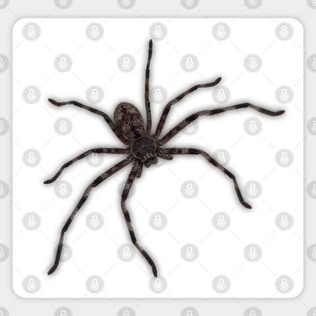 Huntsman Spider (Delena cancerides) Sticker by Red Wolf